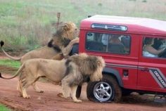 Лев запрыгнул в машину к туристам на сафари