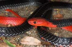 Первое в мире редкое змеиное потомство в Мосгорзоопарке