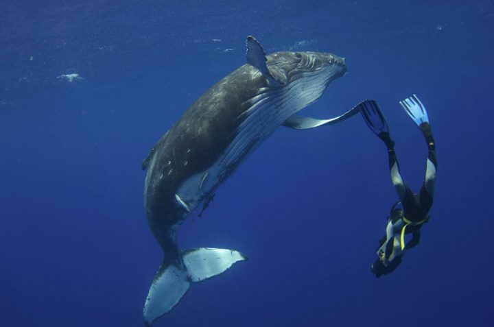 Дайвер чудом уцелел при встрече с китом