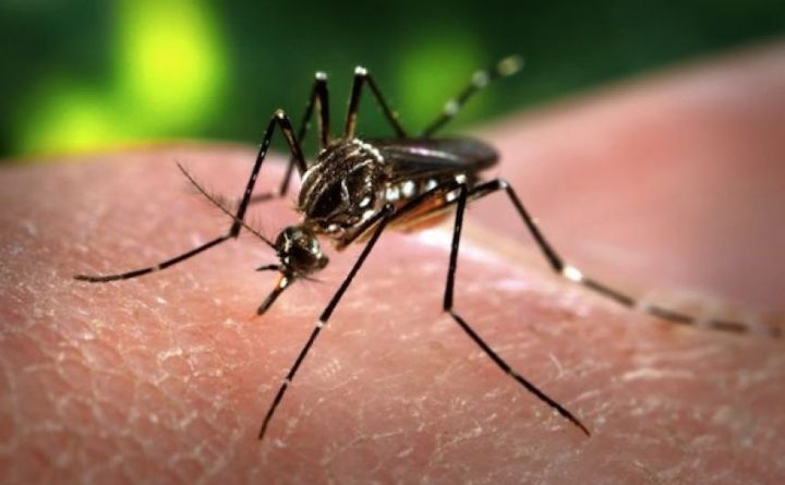 На Карибах эпидемия комариной чикунгуньи