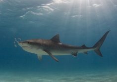 Австралия отменяет эксперимент по уменьшению популяции акул