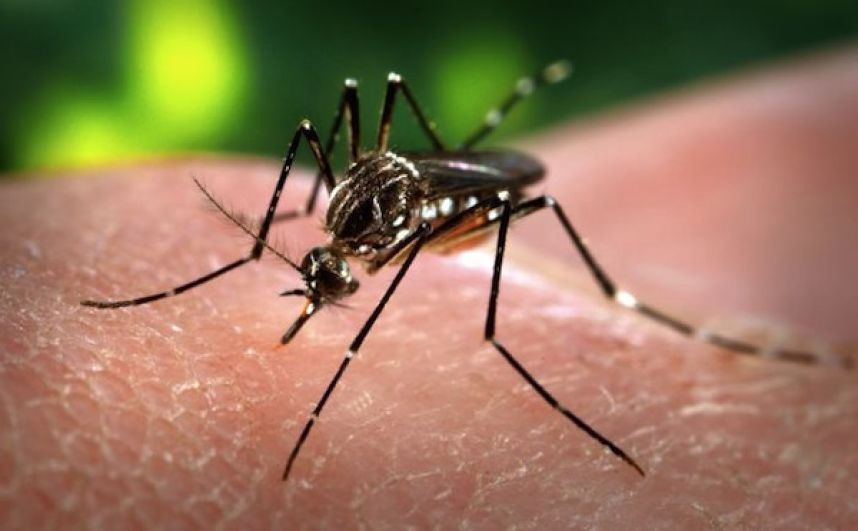 На Карибах эпидемия комариной чикунгуньи