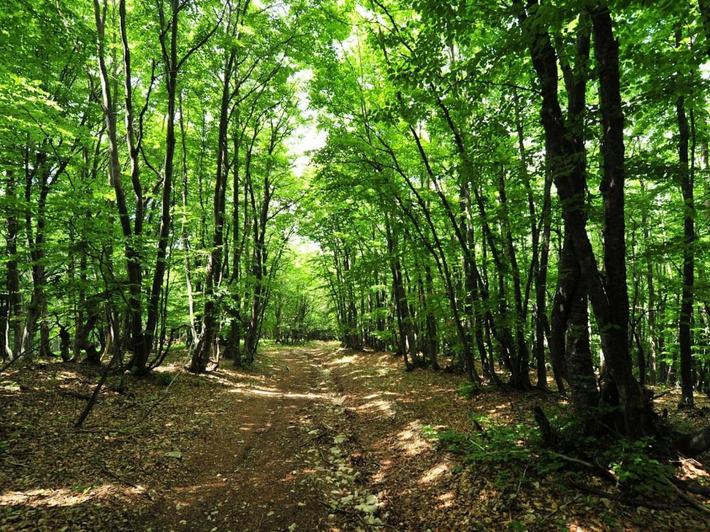 Крымские леса закрыты для посещений