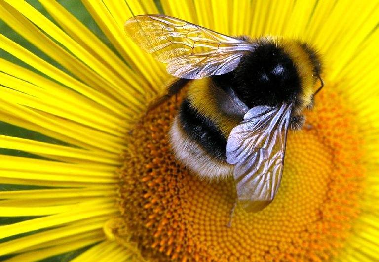 Праздник для пчел