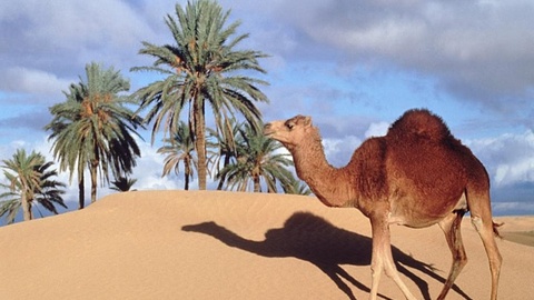На Ближнем Востоке обнаружен «верблюжий грипп»