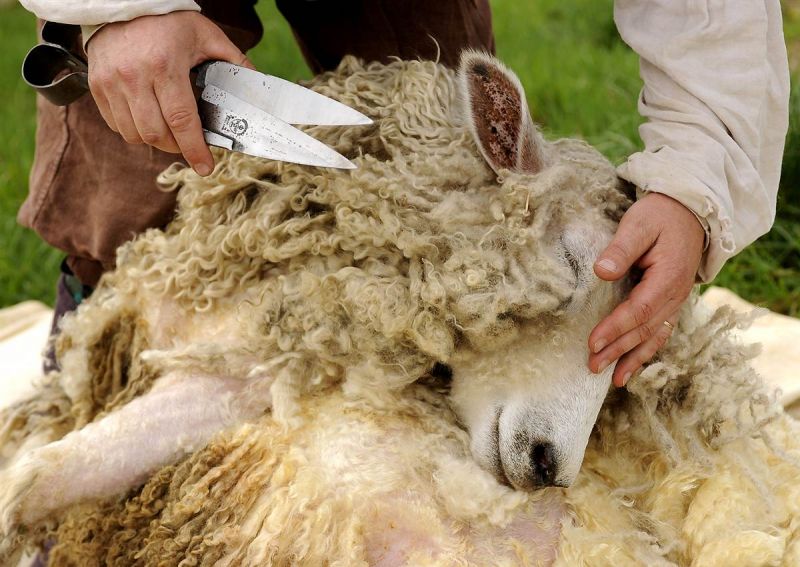 В Ванкувере проходят соревнования фермеров  на скорость подстрижки овец