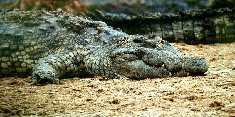 В Австралии крокодил съел туриста