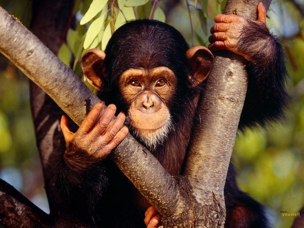 На таиландском курорте обезьяна сделала селфи